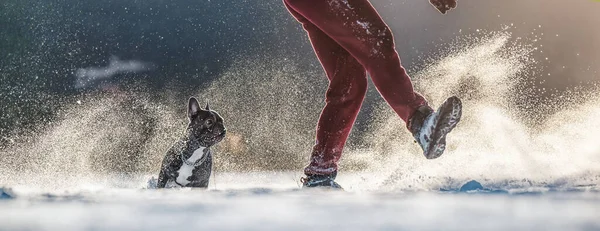 男はフランスのブルドッグと雪の中で遊ぶ — ストック写真