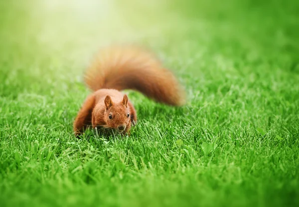 Beautiful Funny Squirrel Green Grass Background Summer Time — Photo