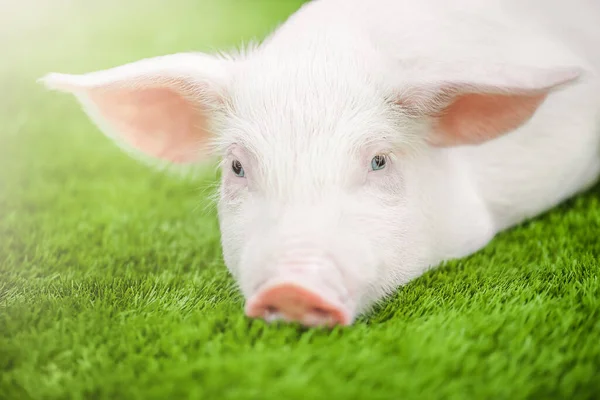 Cute young pig is lying on the green grass
