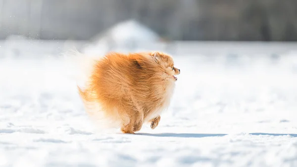 Cream Sable Orange Pomeranian Spitz Dog Running Snow — Stok fotoğraf