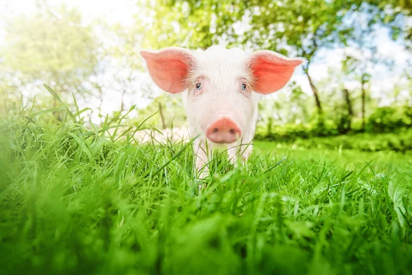 Χαριτωμένο Νεαρό Γουρούνι Βρίσκεται Στο Πράσινο Γρασίδι Στην Αυλή Στον Εικόνα Αρχείου