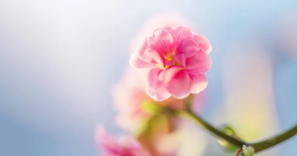 青空を背景にした小さなバラに似たピンク色の花を咲かせるカランゴの植物 — ストック写真