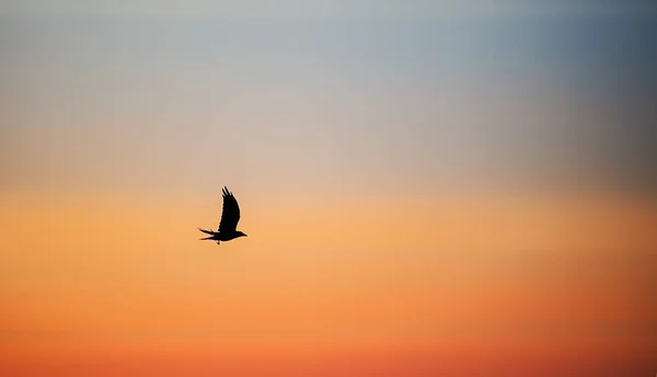 Sonnenuntergang Abend Fliegende Vögel Den Karpaten Ukraine Europa — Stockfoto
