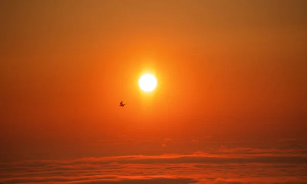 夕方には日没 彼はカルパチア山脈 ウクライナ ヨーロッパで飛ぶ鳥 美の世界 — ストック写真