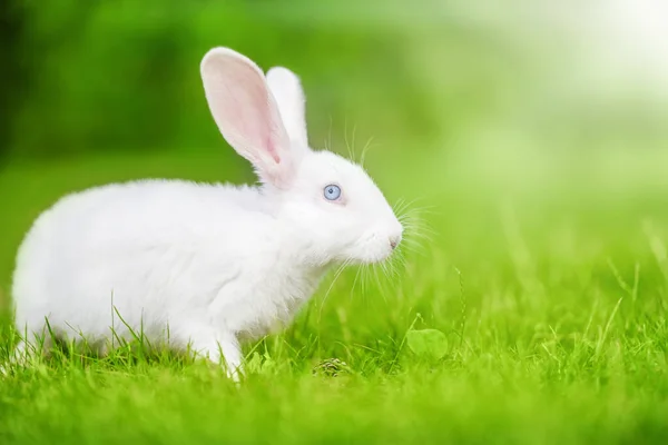 White Little Rabbit Green Grass Beauty Nature Easter Bunny — Stock Photo, Image