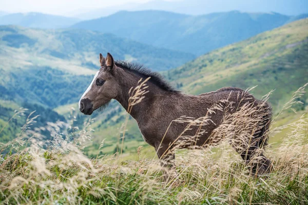 Foal Summer Green Field Background Mountains — Stock Photo, Image