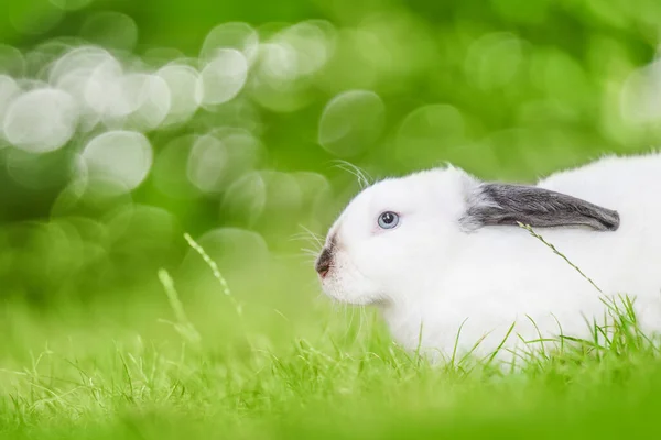 Conejo Blanco Con Orejas Negras Sentadas Hierba Verde Belleza Naturaleza — Foto de Stock