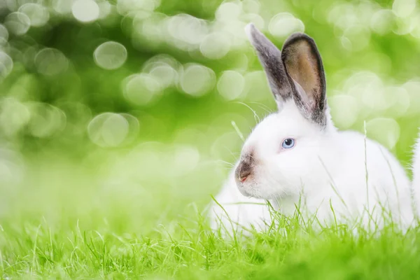 Yeşil Çimlerin Üzerinde Oturan Siyah Kulaklı Küçük Beyaz Tavşan Doğada — Stok fotoğraf