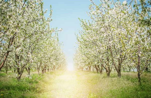 Apple blossom trees in sunny spring day on sunlight background. Nature concept.