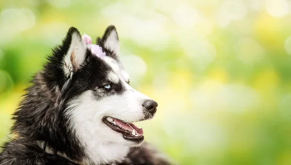 Portret Van Een Blauwe Ogen Mooie Glimlachende Siberische Husky Hond — Stockfoto