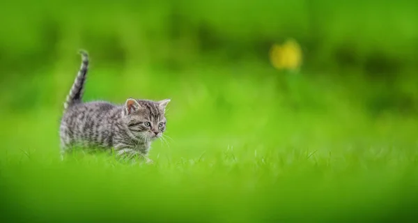 Cute Tabby Kitten Green Grass Background — Stockfoto