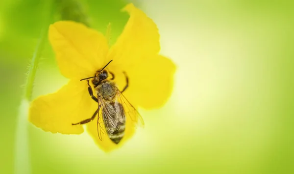 Пчелы Собирают Нектар Белом Клеверном Поле — стоковое фото
