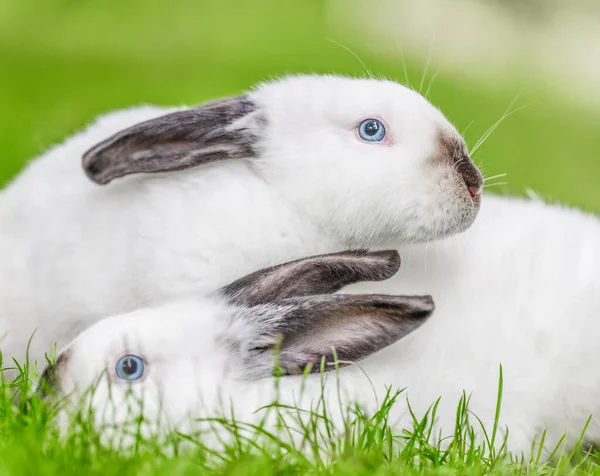 緑の芝生の上に黒い耳を持つ2つの白いウサギ 自然の美しさ ストックフォト