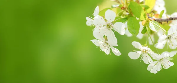 Apple Blossoms Flowers Green Nature Background Stock Obrázky