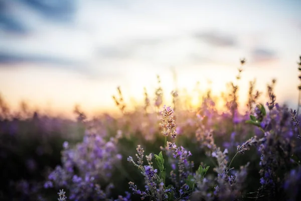 美丽的紫色薰衣草在光芒的照耀下 童话般的风景 免版税图库照片