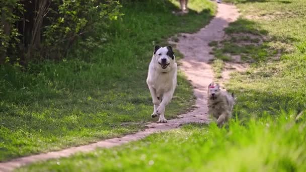 Dos Perros Están Corriendo Bosque Emociones Alegres Felices Vídeo — Vídeo de stock