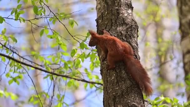 Squirell Subiu Uma Árvore Pulou Galho Câmera Lenta Filmagem — Vídeo de Stock