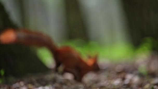 Squirell Correre Nella Foresta Magica Filmati — Video Stock