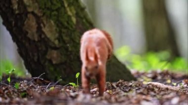 Sincap büyülü ormanda zıplıyor. 4k Görüntü.