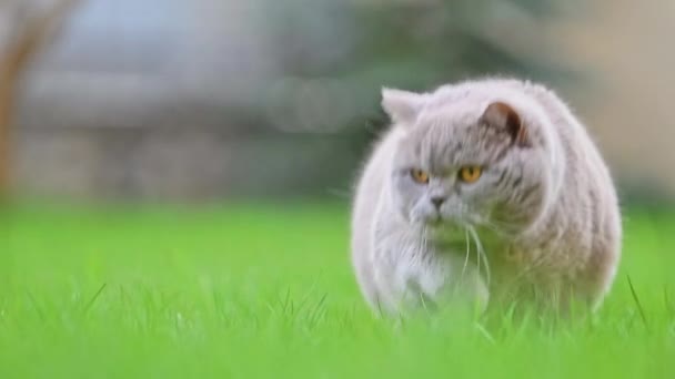 緑の草の上を移動する灰色の英国の短毛猫 4K映像 — ストック動画