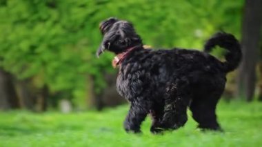 Köpek ırkı Rus Siyah Teriyeri yaz mevsiminde yeşil çimlerde koşar. Yavaş çekim videosu