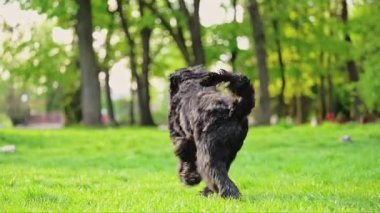 Köpek cins Rus Siyah Teriyeri parkta yeşil çimlerde koşuyor, yavaş çekim videosu.