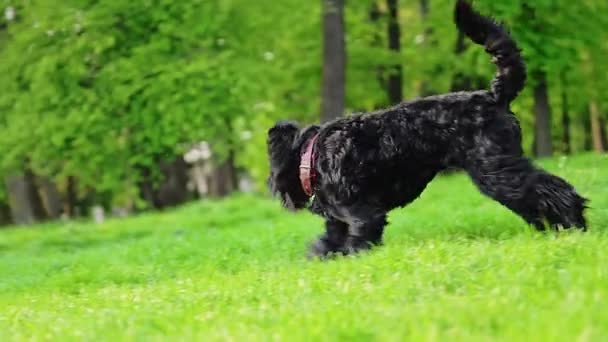 Собака Породжує Російський Чорний Тер Який Біжить Зеленій Траві Повільному — стокове відео