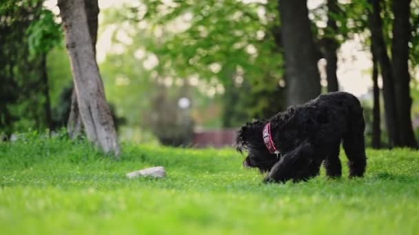 Собака Породы Русский Черный Терьер Палкой Зубах Работает Зеленой Траве — стоковое видео