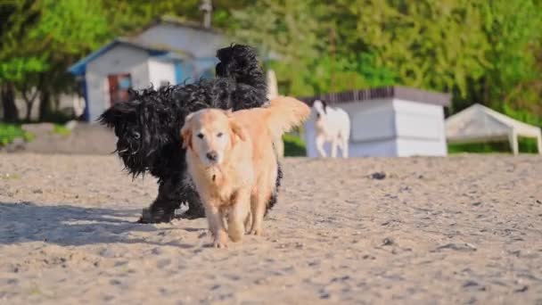 2匹の犬が一緒にビーチを歩くために抱き合っています 黄金のレトリバーと黒いロシアのテリア — ストック動画