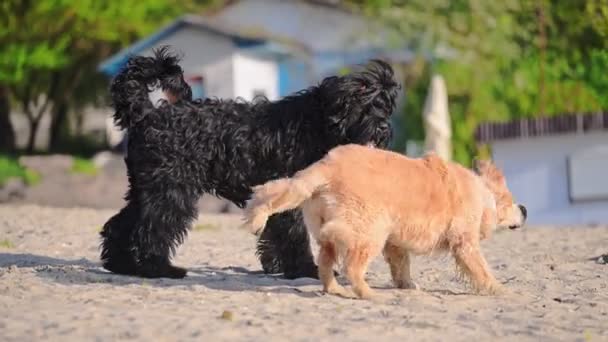 ビーチで2匹の面白い犬 黄金のレトリバーと黒いロシアのテリア — ストック動画