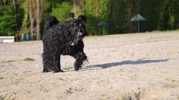 Σκύλος Φυλή Ρωσική Black Terrier Τρέχει Στην Παραλία Καλοκαίρι Βίντεο — Αρχείο Βίντεο