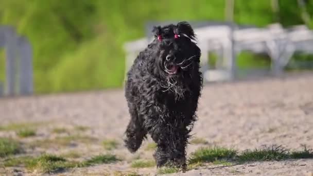 Happy Dog Russian Black Terrier Berjalan Pantai Waktu Musim Panas — Stok Video