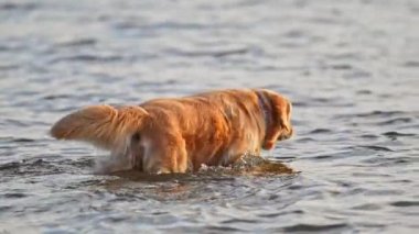 Tapılası Golden Retriever doğa arka planında, suyu silkeliyor.