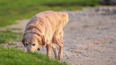 Tapılası Golden Retriever doğa arka planında, suyu silkeliyor.