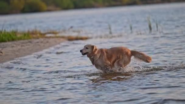 Ευτυχισμένο Χρυσό Σκυλί Ριτρίβερ Τρέχει Στο Νερό — Αρχείο Βίντεο
