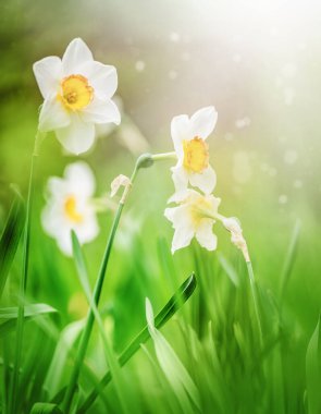 Bahar çiçekleri. Bahçede açan narsist çiçeklere yakın..
