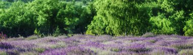 Beautiful lavender in the rays of light, a fairy tale landscape