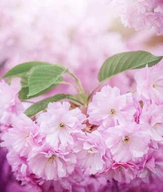 Kiraz çiçeği ya da Sakura çiçeği arkaplanı, yaz fotoğrafı