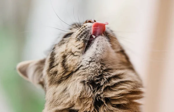 有趣的猫咪抬起头 露出舌头 — 图库照片