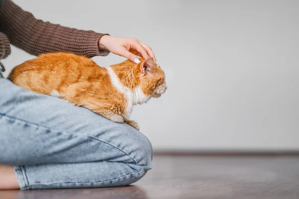 Portrait Cute Red Cat Lying Owner Home — Stock Photo, Image