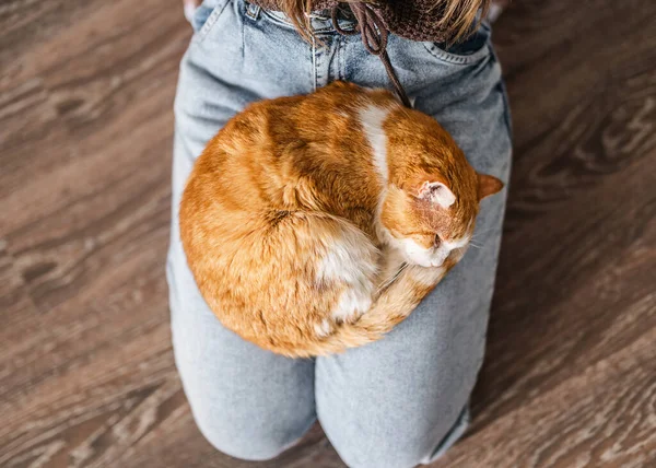 Портрет Милой Красной Кошки Лежащей Хозяином Дома — стоковое фото