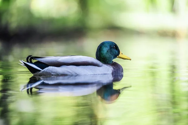 Úžasná Divoká Kachna Plave Jezeře Nebo Řece Zelenou Vodou — Stock fotografie