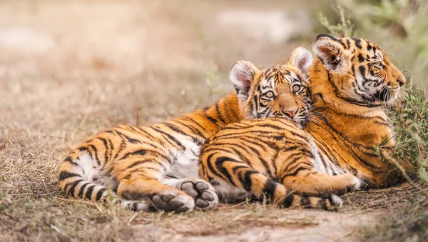 Dwa Tygrysie Amur Leżą Słomie — Zdjęcie stockowe