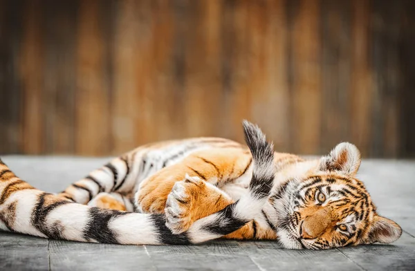 Dvě Tygří Mláďata Amur Hrají Ocasem Své Matky — Stock fotografie