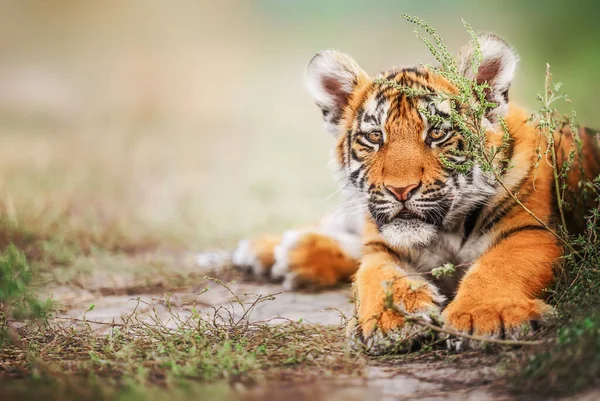 Cute tiger baby portrait outdoor on straw.