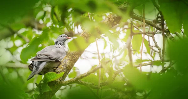 Pigeon Sitting Top Tree Green Leaves — Stock Photo, Image