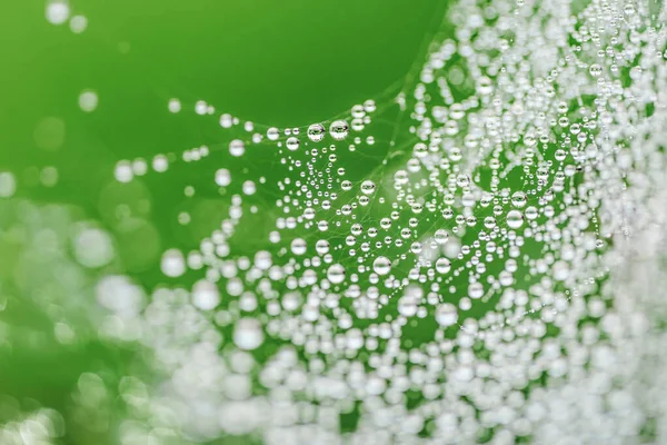Spider Web Dew Drops Green Nature Background — Stock Photo, Image