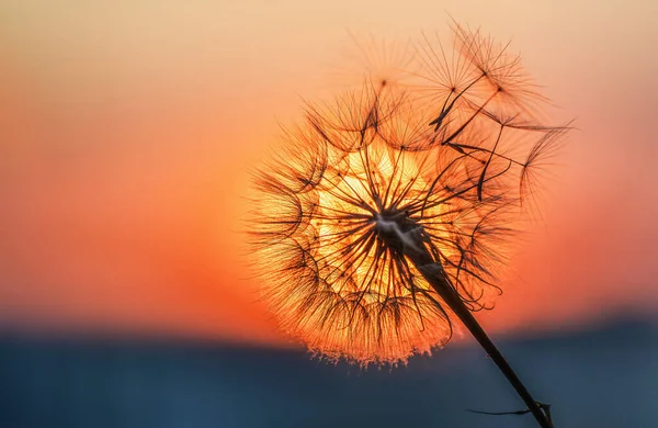Löwenzahn Silhouette Gegen Sonnenuntergang Mit Samen Wind Sommerkonzept — Stockfoto