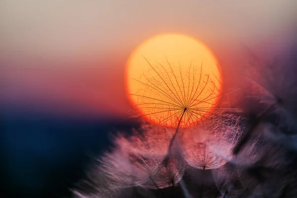 Löwenzahn Silhouette Gegen Sonnenuntergang Mit Samen Wind Weht Sommerkonzept Schönheit — Stockfoto