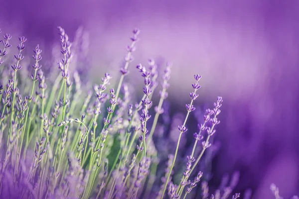 Beautiful Lavender Rays Light Fairy Tale Landscape Summer Time — Stock Photo, Image
